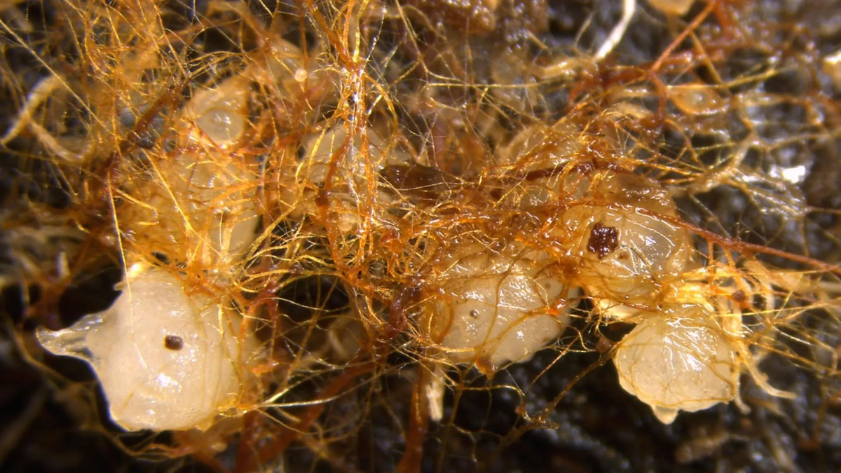 Увеличенное изображение ростков Cremastra variabilis (белого цвета) оплетённая грибной гифой рядом с древесной гнилью, иллюстрирующая как разрушающие древесину грибы поддерживают рост семян. Изображение: Казуки Инуи (Kazuki Inui).