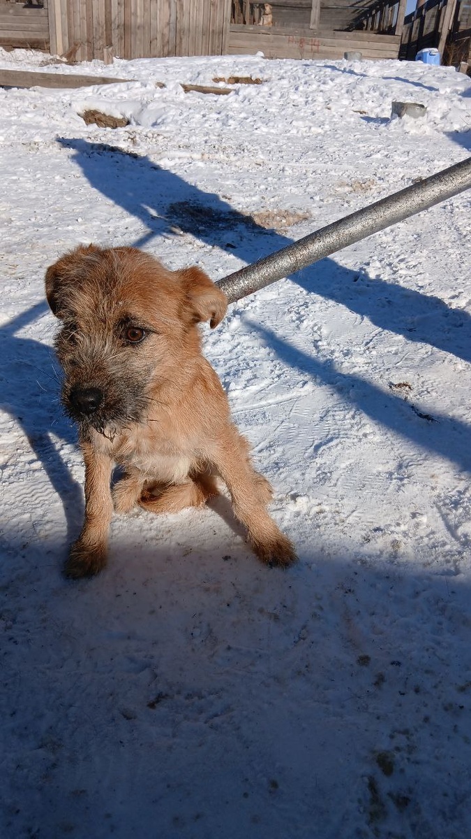 Щенок из отлова, мальчик