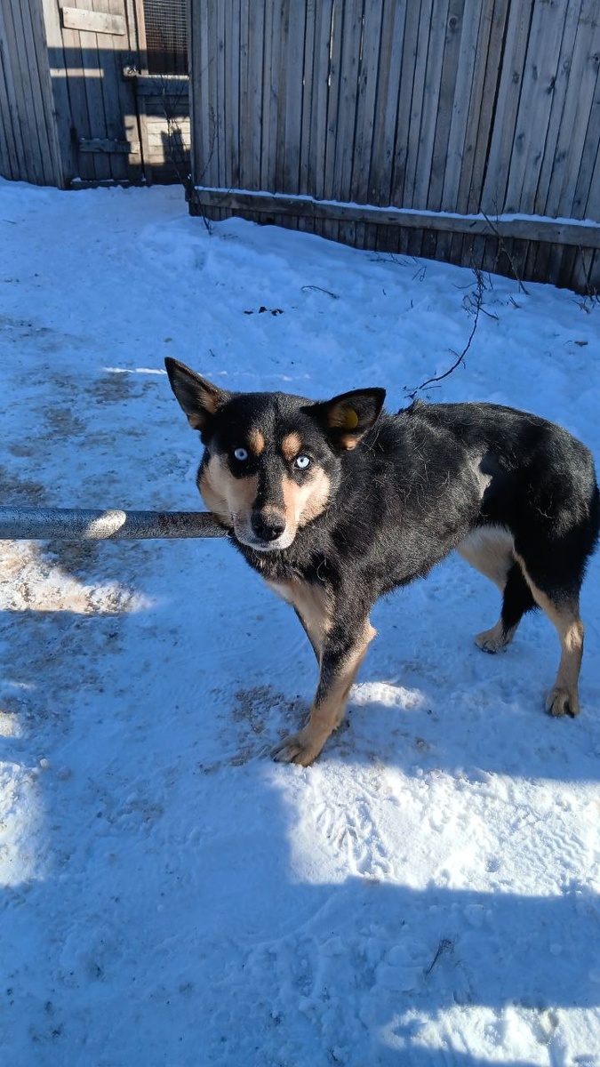 Голубоглазая девочка из отлова