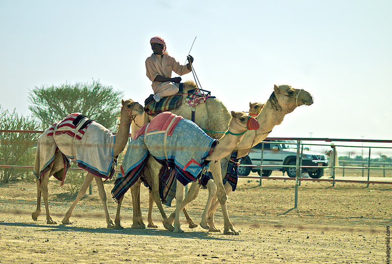 Провела в Дубае 3 дня и не хочу туда возвращаться. 10 причин