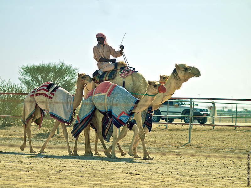 Вот пара фотографий нетуристичесих ОАЭ 12-ти летней давности