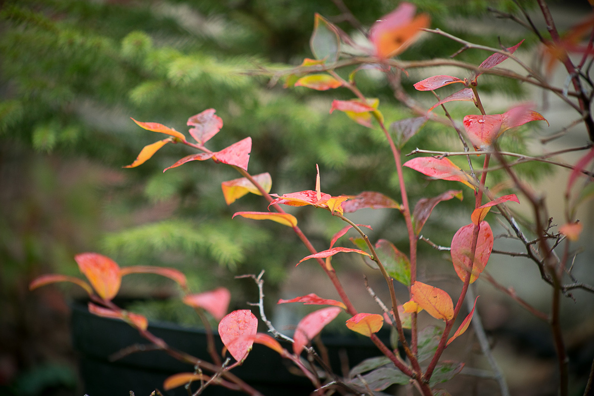 Автор фото Елена Якимова / Greenfingers