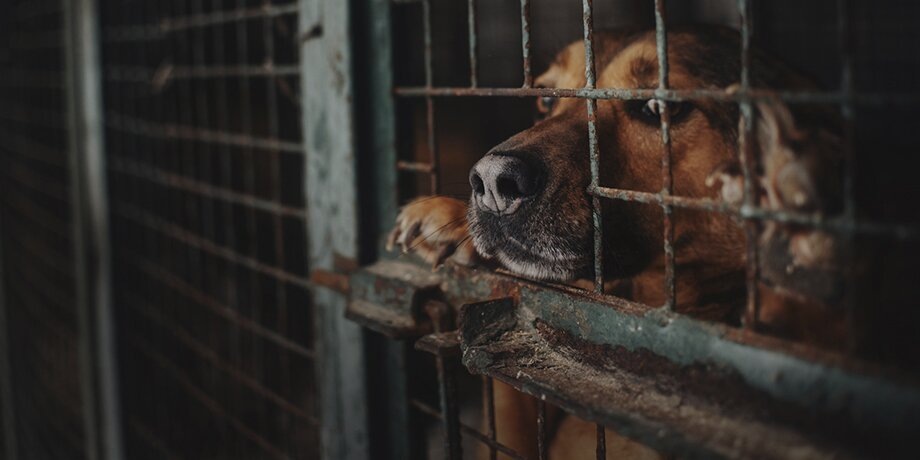    Фото: 123RF.com/ksuksa