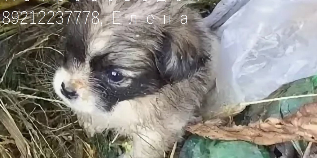 ПРИЮТ УТОНУЛ В ДОЛГАХ, ПОМОГИТЕ!