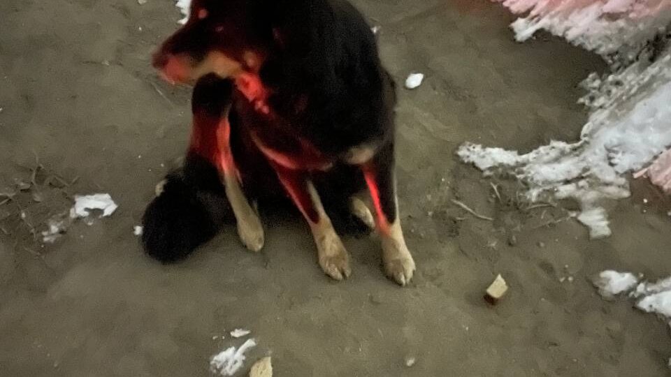 Питомцы прибывают, а крупы нет.