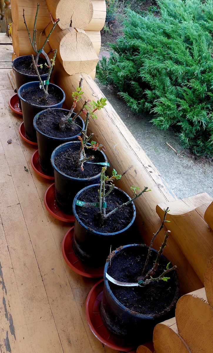 Так выглядит закрытая корневая система