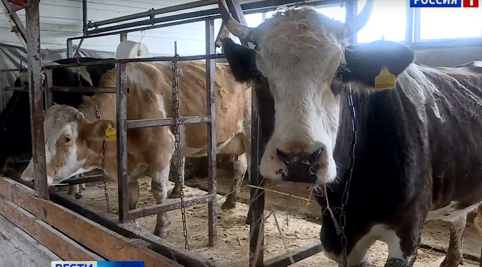 Буренки на паях: на ферме под Липецком городские жители инвестируют в коров