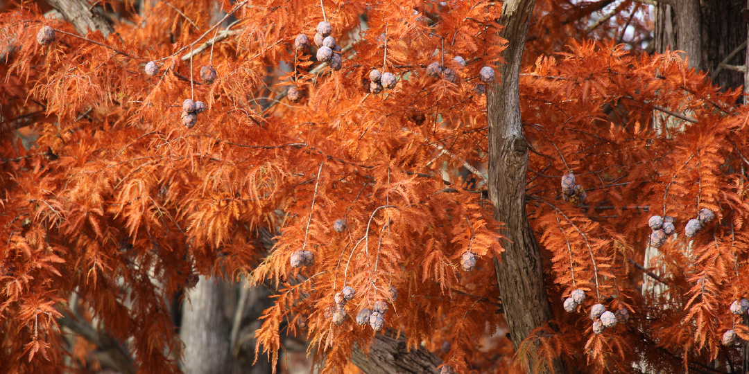 Едем в объятия красного кипариса: путешествие к озеру Сукко