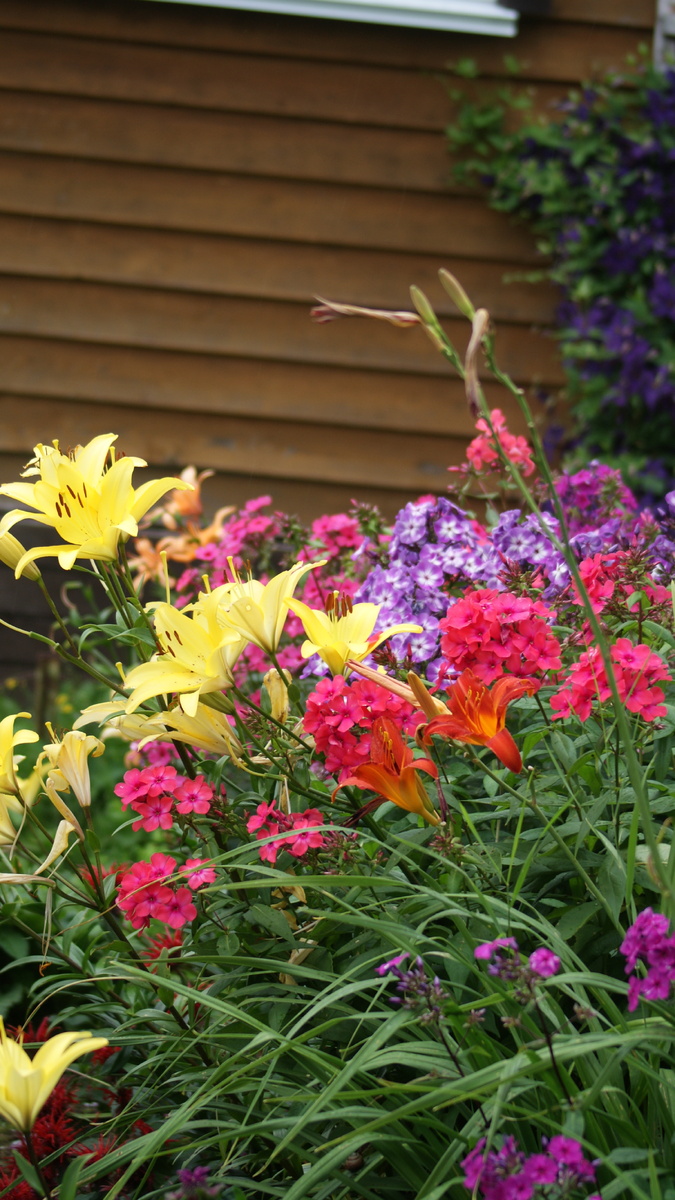 2. Лилейники