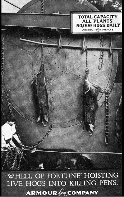 Свиньи прикованы к вращающемуся колесу перед забоем. Чикаго начала 20 в.