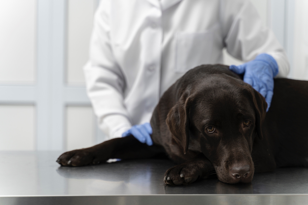 «Давайте сделаем всё на всякий случай» — самая дорогая фраза из ветклиники.