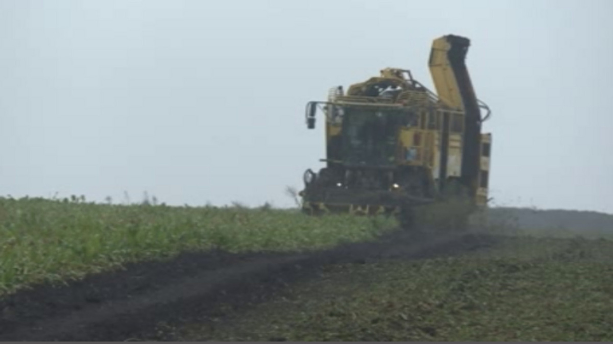    Курская область — среди лидеров по производству сахарной свеклы