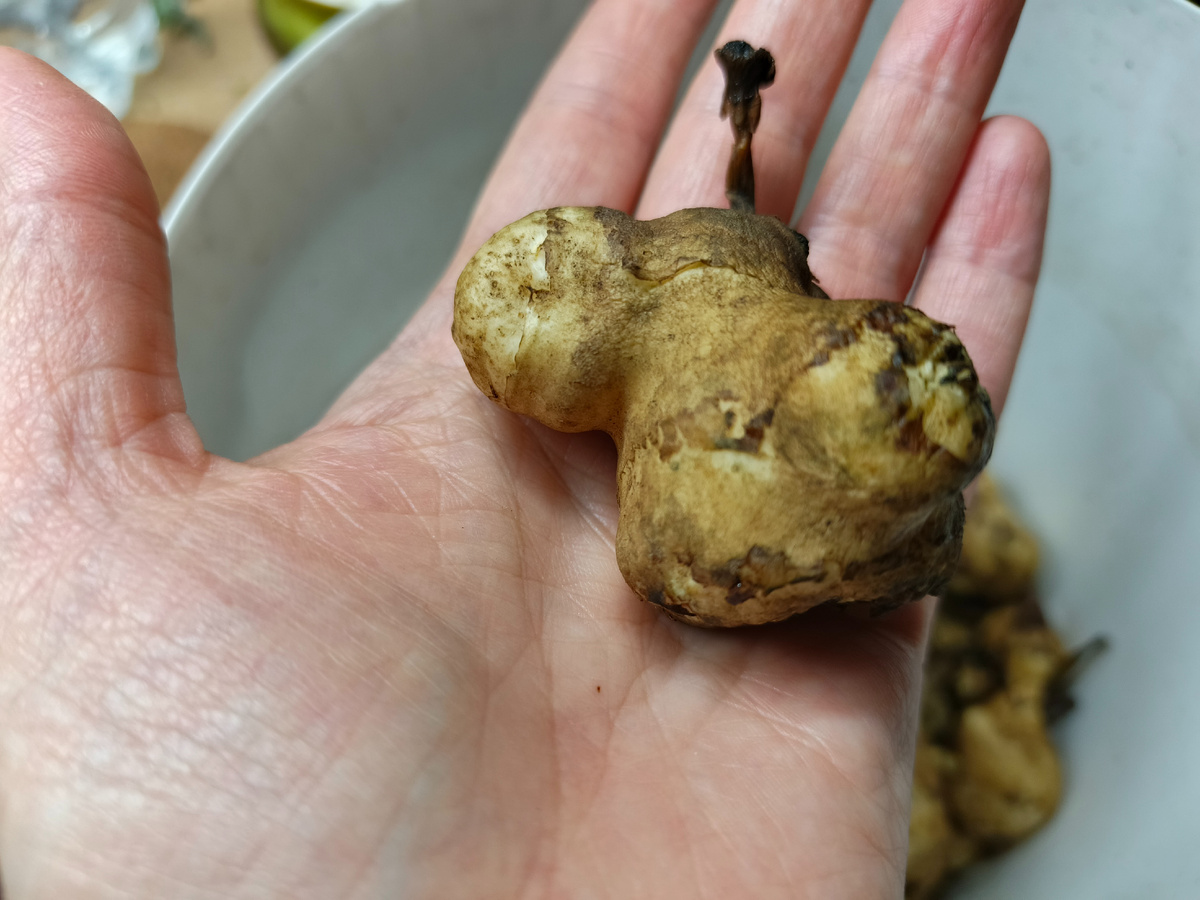 Как сохранить на зиму? Ведь это не картошка, лежать до весны в подвале не будет