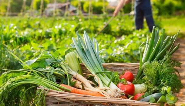 Не только коллоидная сера: мой список 5-ти обязательных препаратов с серой для дач