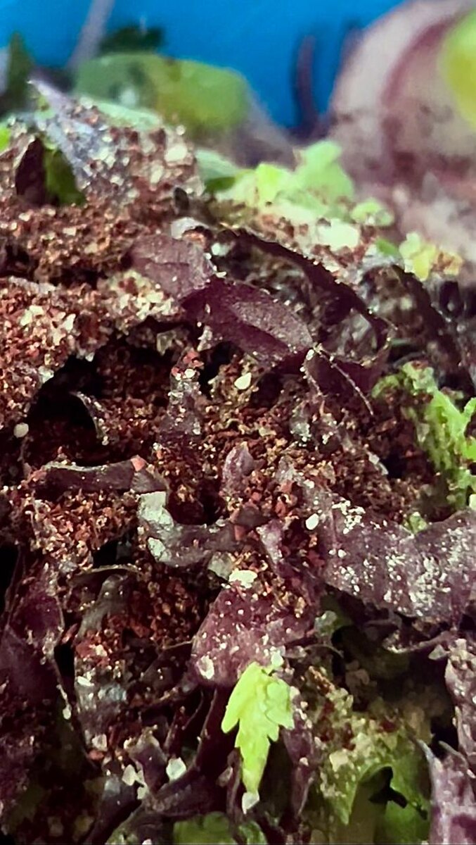 из зелени реган(базилик), кинза, можно класть то что любите