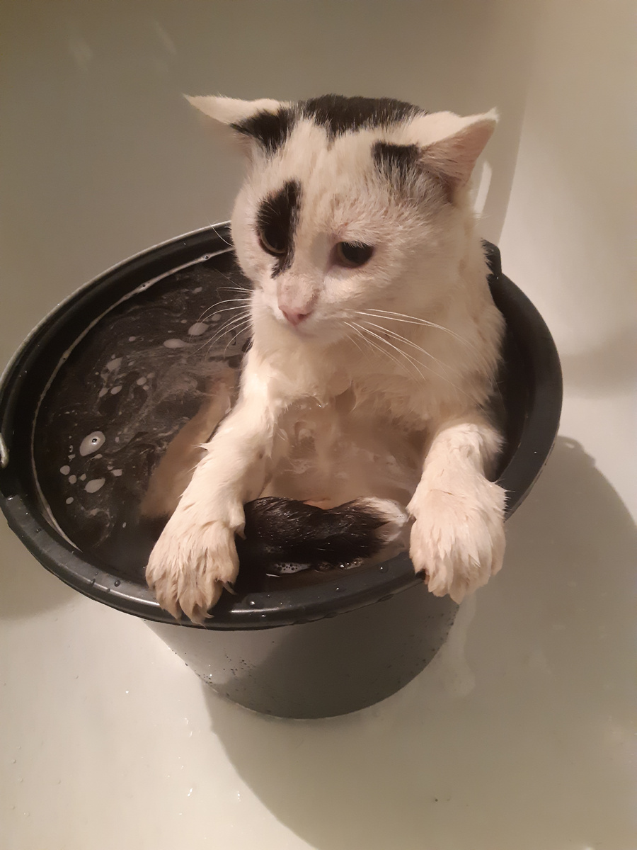 Удивительный вопрос: почему в ведре мой хвост? Потому что без воды и не туды, и не сюды.