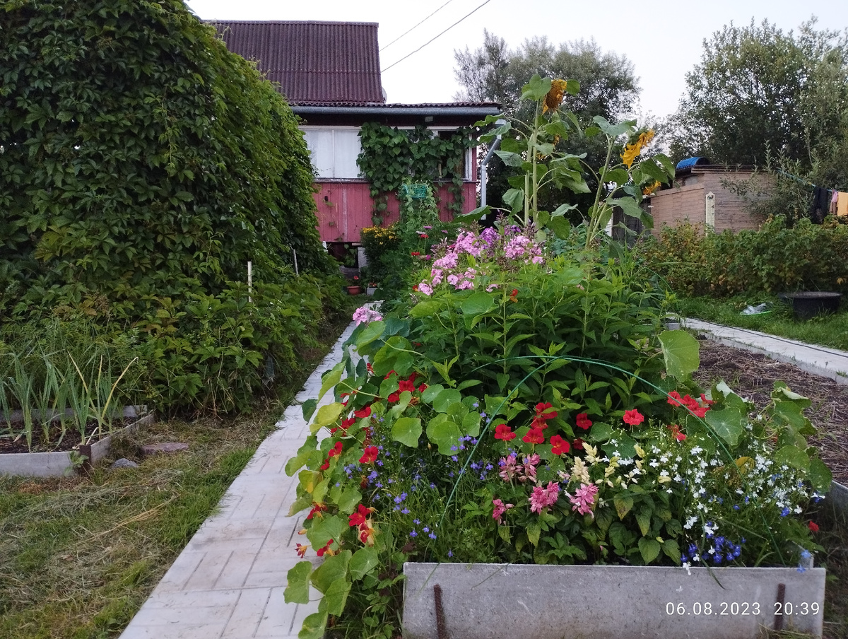 Стена виноградной беседки