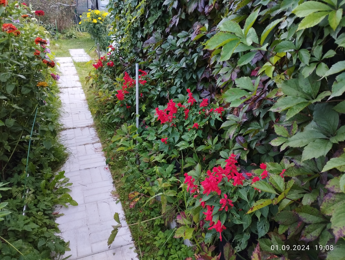 Сальвия у подножия виноградной стены