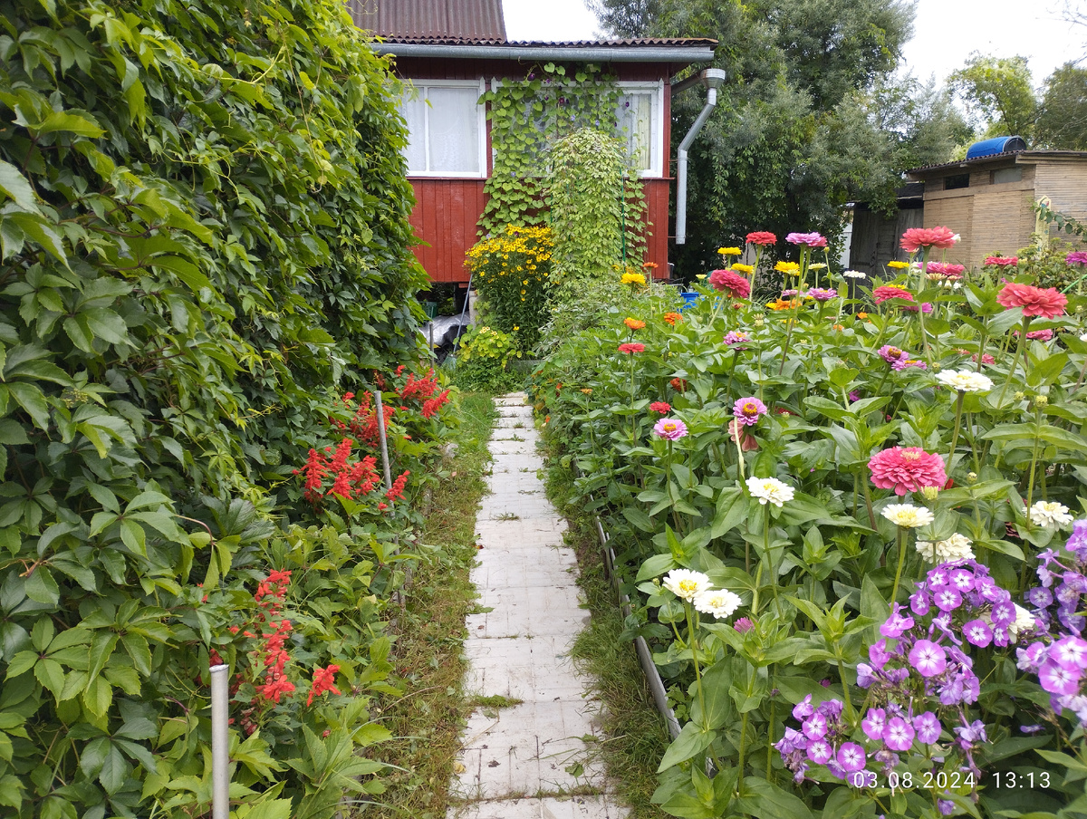 Сальвия у подножия виноградной стены