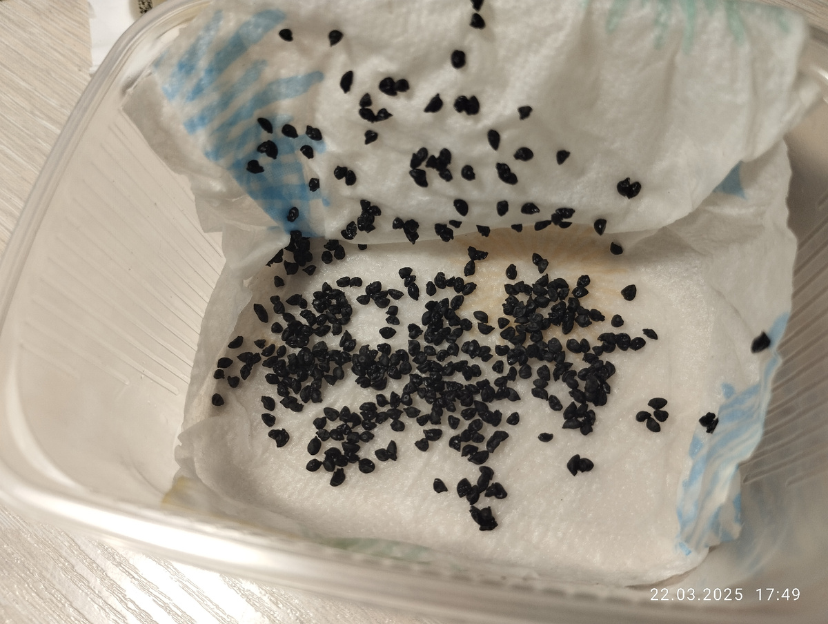 После суток замачивания семян