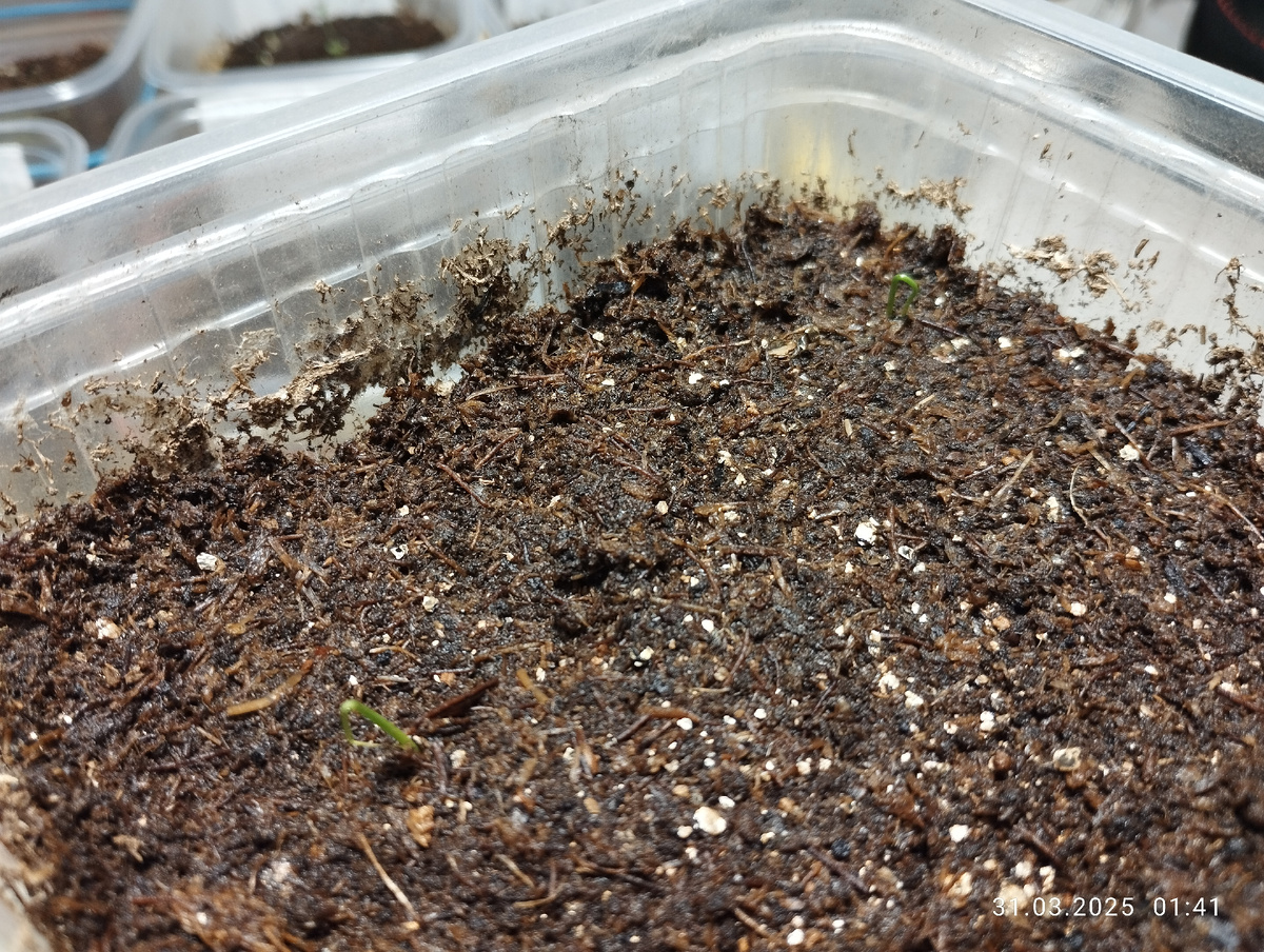 Первые всходы порея