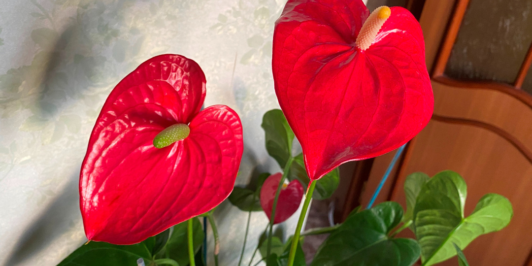 Растет дома: антуриум (Anthúrium)
