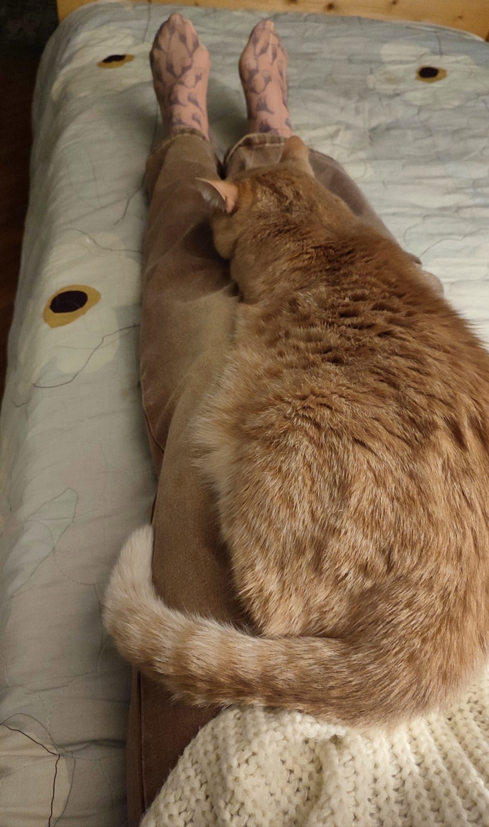 Его четырех лап тут не видно, зато видно мои две