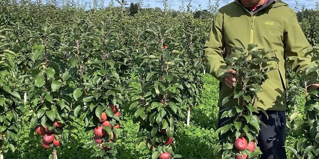 Колоновидные яблони: гид для начинающих. Посадка, уход, зимовка