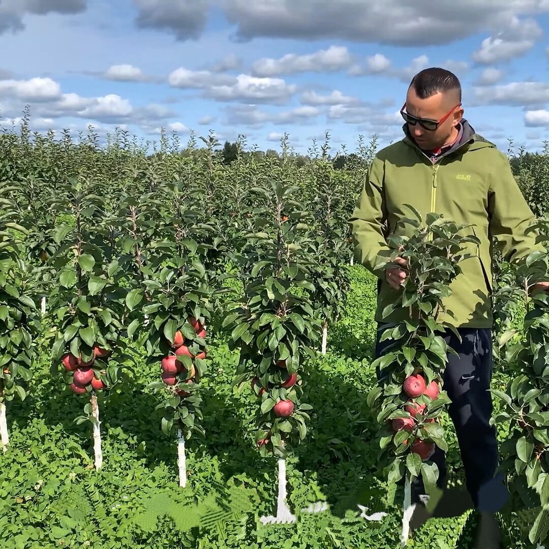 Колонновидная яблоня