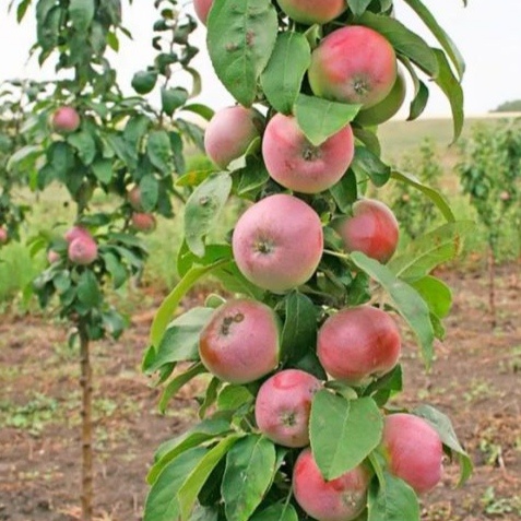 Колонновидная яблоня узод