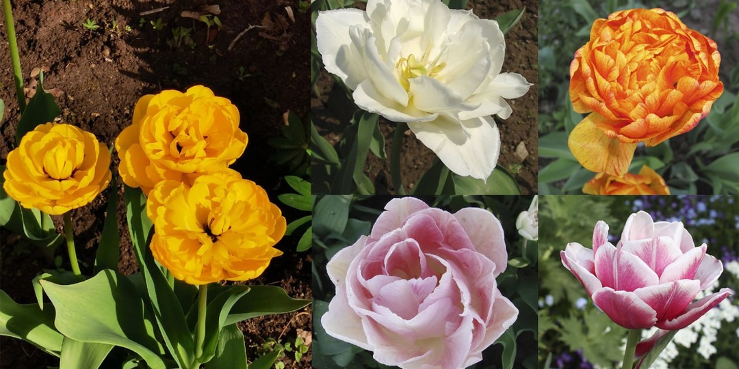 Почему тюльпаны "переопылились"?