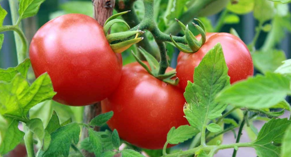 Анализирую высокоурожайные сорта томатов честно. 8 гибридов подвели