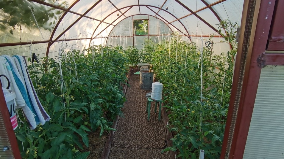 Каждый сорт получал одинаковые условия - справедливое испытание