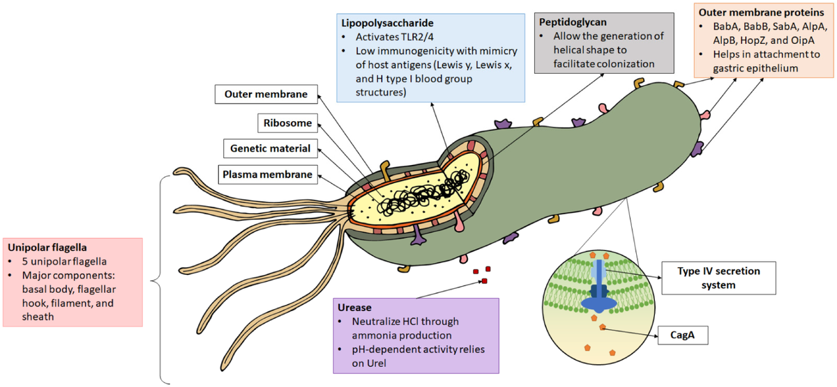 Морфология H. Pylori