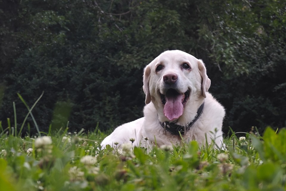    Теперь дети не смогут выгуливать больших собак без сопровождения взрослых. Алексей БУЛАТОВ