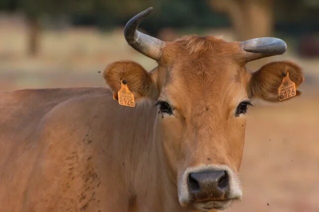    Какая разница между тореадором и матадором?