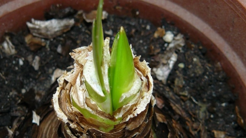 Поливаю домашний гиппеаструм теплой водой после покоя. Контраст температур стимулирует рост