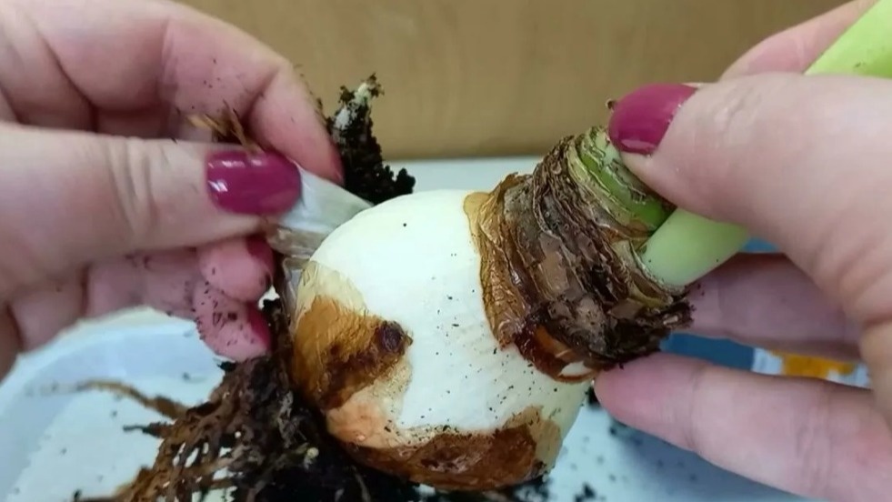 Последствия избыточного полива после неправильного пробуждения