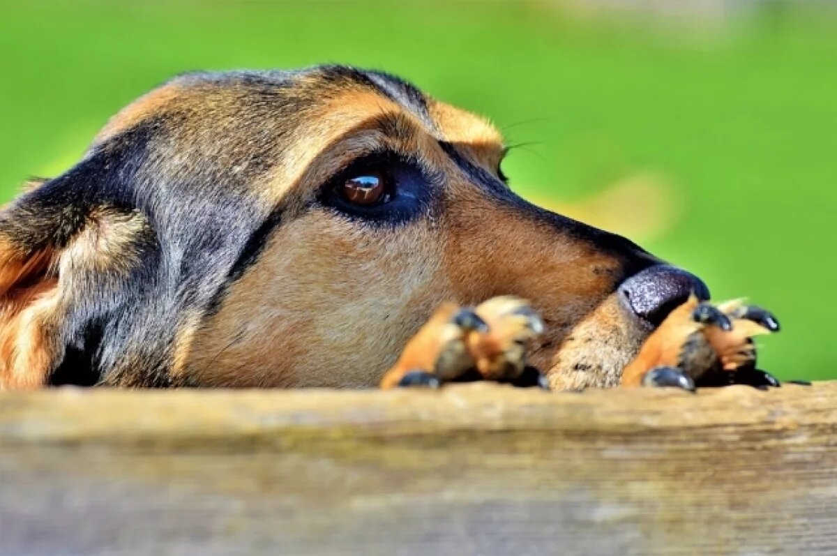    Новые площадки для дрессировки собак появятся в Самаре