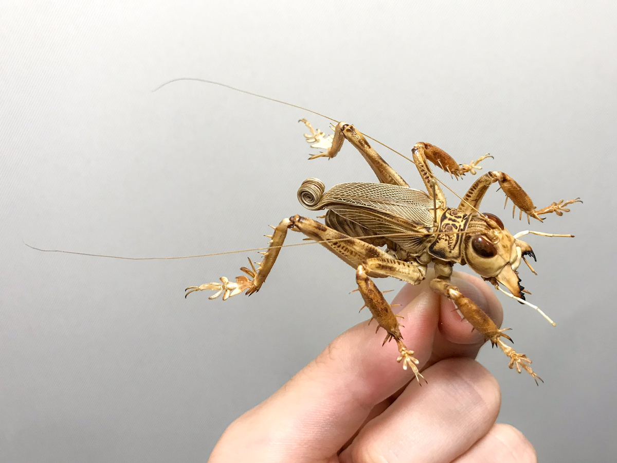 Прошу любить и жаловать - или бояться и уважать:!...