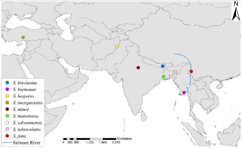 Первое подтверждённое упоминание Schizodactylus monstrosus (Orthoptera: Schizodactylidae) на основе его нимфы из Бангладеш. (Взято из научного труда - то есть из Бангладеш данный сверчок до недавних пор не был известен - И ЭТО ВАЖНО!)