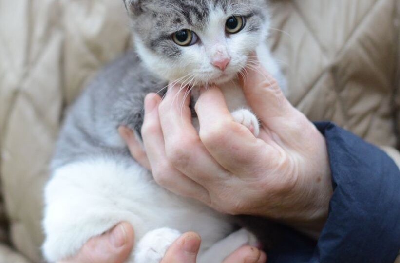 Срочный поиск дома для трехмесячного котенка!