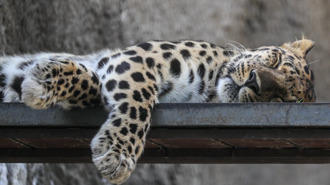    Фото:Bulkin Sergey/Globallookpress