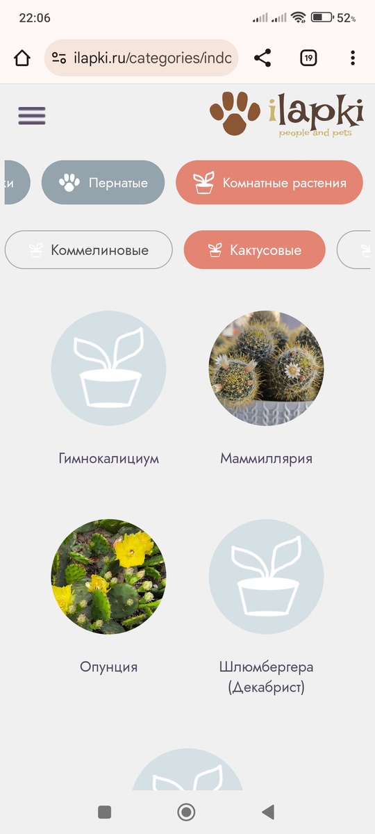 Кактусы самые родные 