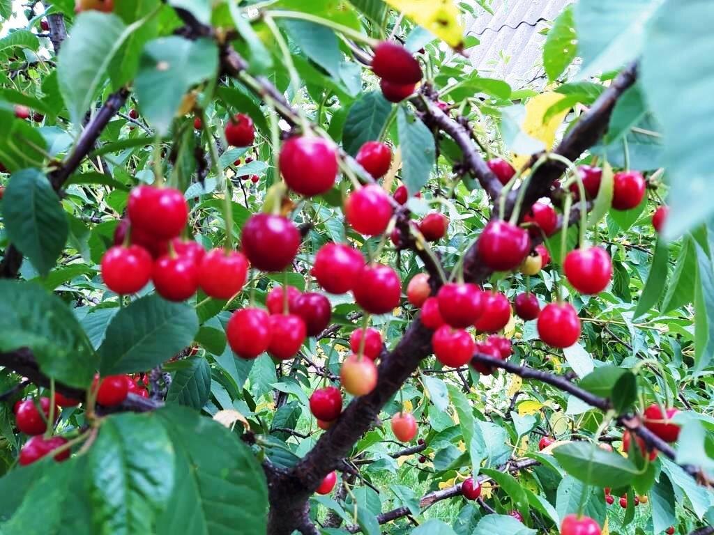 Когда у нас много ягод — приходится думать о том, как защитить от птиц... Но последние два года ягод нет...