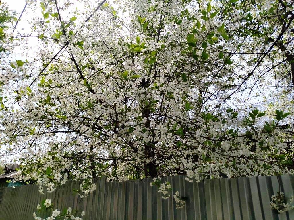 У соседей вишня цвела кашей, но потом... (Смотрите дальше)