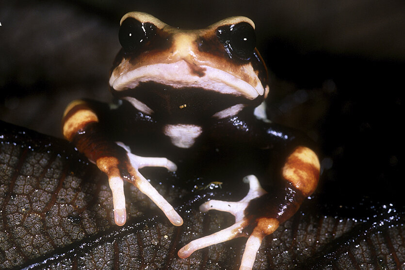     Особенности эволюции: в Танзании найдены жабы, которые рождаются мини-копиями взрослых