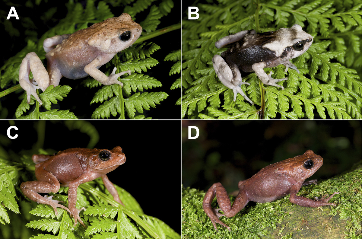    vertebrate-zoology.arphahub.com