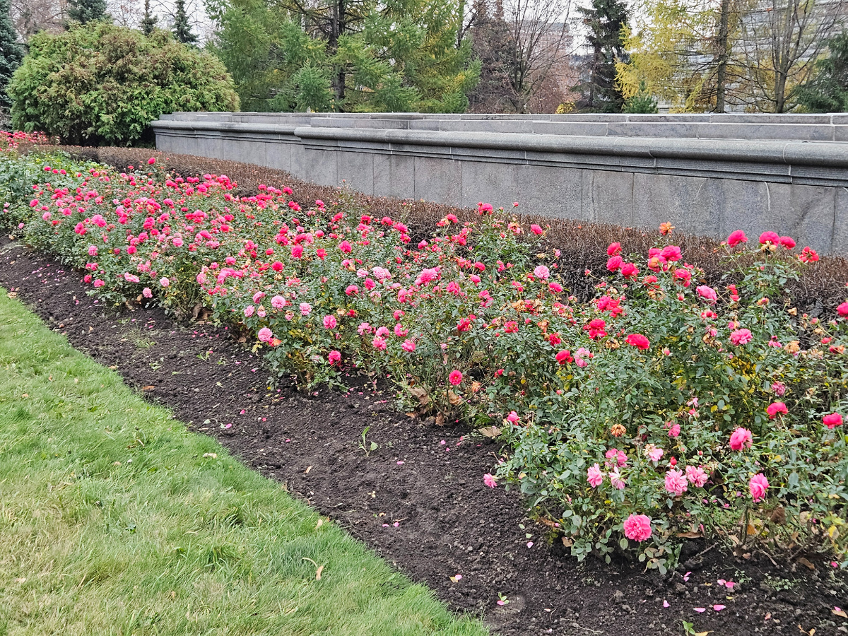 Осенние розы