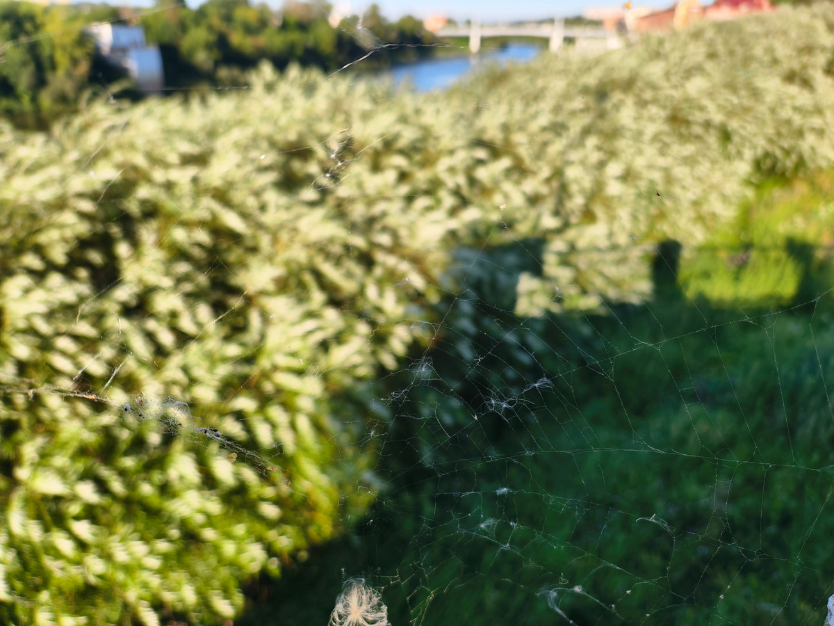 Паутина и набережная Днепра 